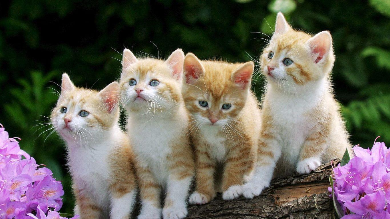 Четверо кошек. Красивые котята. Красивые кошечки. Разноцветные котята. Картинки на рабочий стол котята.