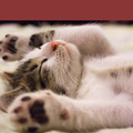 cat wallpaper live HD