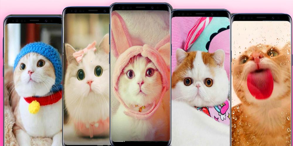 süße Katzen-Hintergründe für Android - APK herunterladen