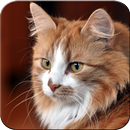 Tapety Cute Cats aplikacja