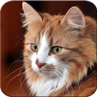 Fonds d'écran de chats mignons icône