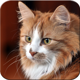 Leuke katten wallpapers