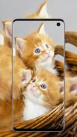 Fonds d'écran de chats mignons Affiche
