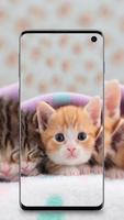 Cute Cats fondos de pantalla captura de pantalla 2