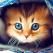 Kucing Comel wallpaper