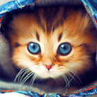 Cute Cats Live Wallpaper-icoon