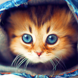 Cute Cats Live Wallpaper