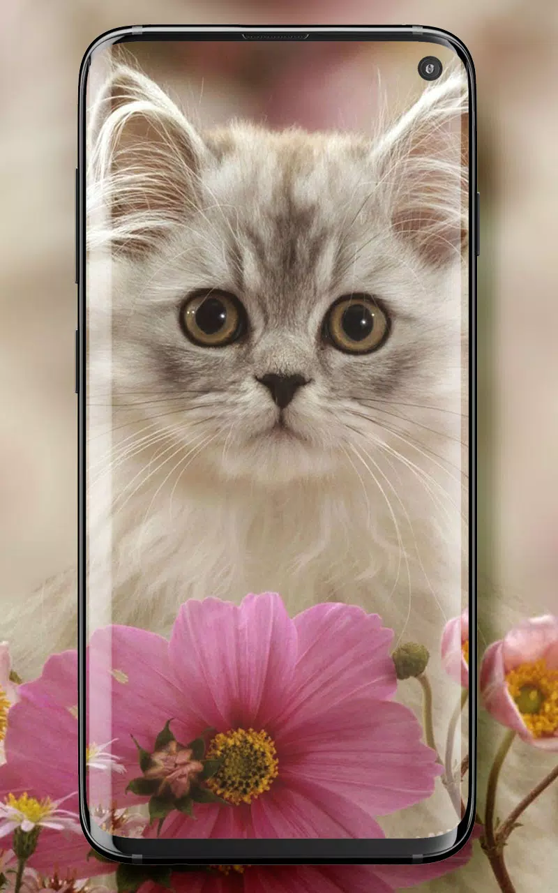 Android向けのかわいい猫 ライブ壁紙 Apkをダウンロードしましょう