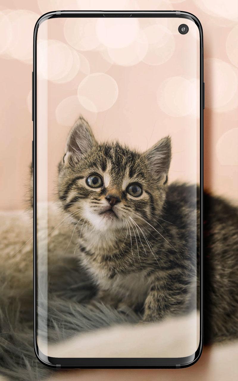 Android 用の かわいい猫 ライブ壁紙 Apk をダウンロード
