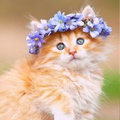 Cute Cat Wallpapers