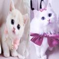cute cats walpaper/offline