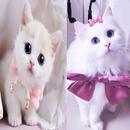 wallpaper kucing lucu /offline APK