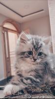 かわいい猫の壁紙/オフライン スクリーンショット 3