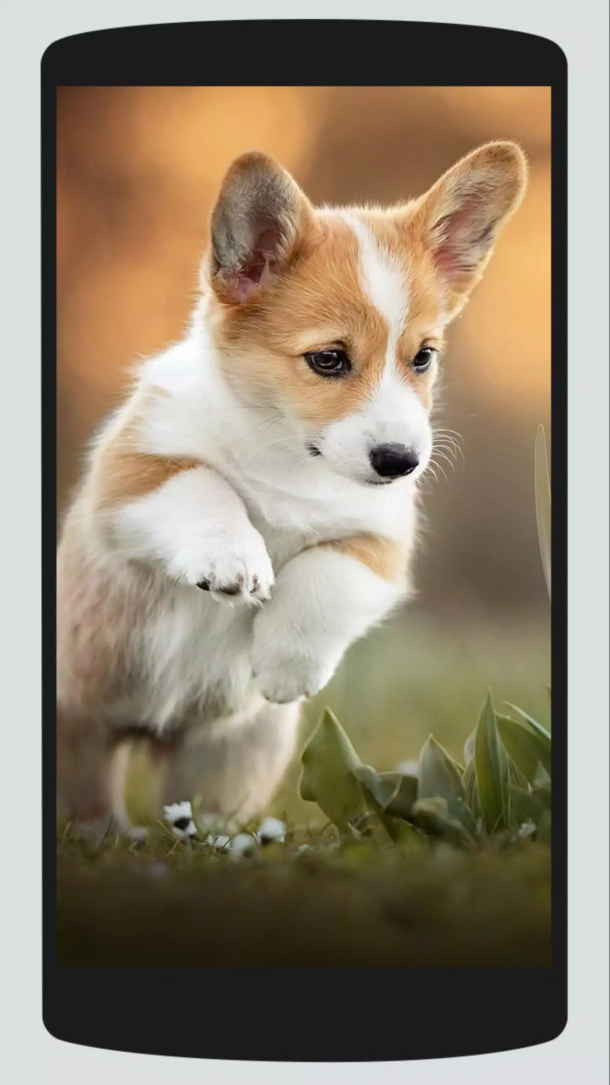 可爱的柯基犬壁纸 高清背景安卓下载 安卓版apk 免费下载 可爱的柯基犬壁纸 高清背景安卓下载 安卓版apk 免费下载