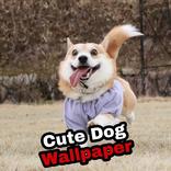 cute dog wallpaper : images
