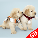 Dog GIF - Puppy GIF APK