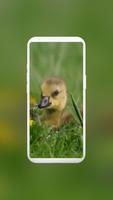 Cute Duck Wallpaper স্ক্রিনশট 3