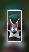 Cute Duck Wallpaper পোস্টার