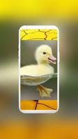Cute Duck Wallpaper স্ক্রিনশট 2
