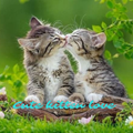Cute Kitten Wallpaper HD