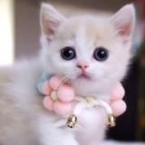 Cute Kitten Live Wallpapers HD