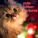 Cute kitten pictures APK