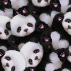 Cute Panda Wallpapers icône