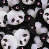 Cute Panda Wallpapers