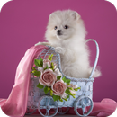 Cute Puppy Wallpaper APK