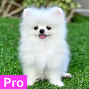 Pomeranian Dog Wallpaper Pro APK