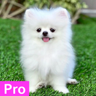 Pomeranian Dog Wallpaper Pro icône