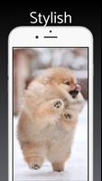 Pomeranian Dog Wallpaper Pro capture d'écran 1
