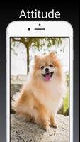 Pomeranian Dog Wallpaper Pro capture d'écran 2