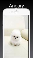 Pomeranian Dog Wallpaper Pro capture d'écran 3