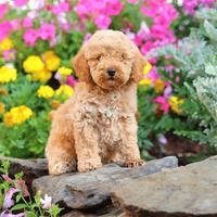 Cute Puppy Jigsaw Puzzles 截圖 3