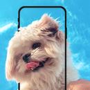 fonds d'écran animés pour chio APK