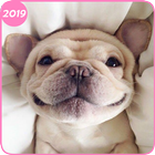 Corgi Wallpaper – Small Dogs Cute Puppy Wallpapers آئیکن