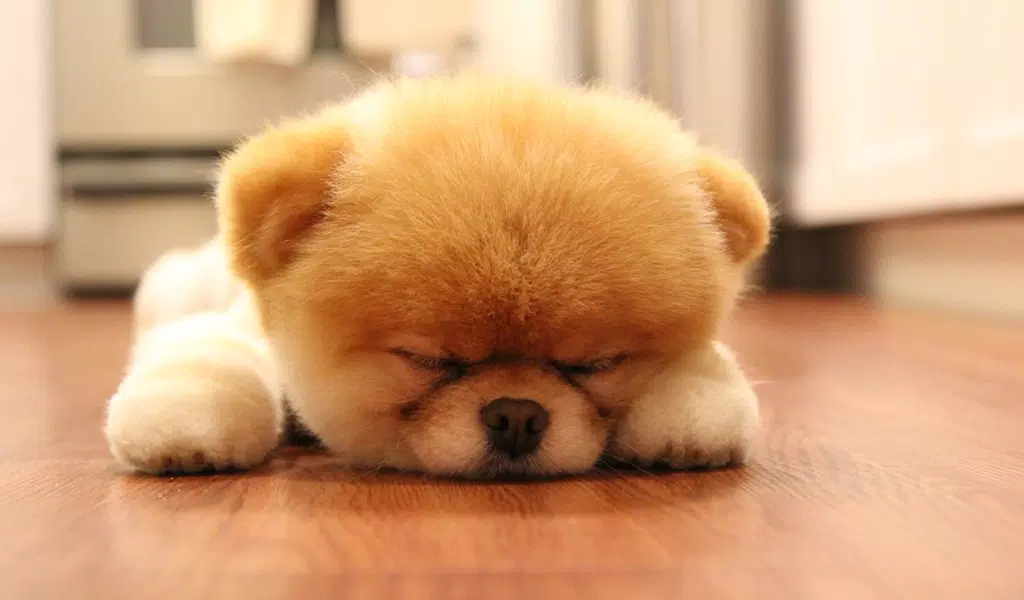Tải xuống APK Corgi Wallpaper – Small Dogs Cute Puppy Wallpapers cho Android Tải xuống APK Corgi Wallpaper – Small Dogs Cute Puppy Wallpapers cho Android