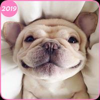 Corgi Wallpaper – Small Dogs Cute Puppy Wallpapers captura de pantalla 1
