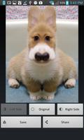 Bisymmetry - make funny photo скриншот 2