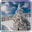 Winter Video Live Wallpaper