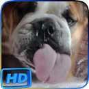 Dog Licks Screen Video LWP APK