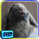 Rabbit Licks Your Screen LWP APK