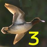 Birdhunt3 icône