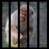 Monkey Hunt آئیکن