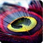 Beautiful Feather Theme icon