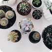 Cool Cactus Wallpaper HD