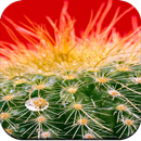 Cactus wallpaper HD APK