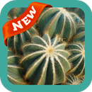 Cactus Wallpaper APK