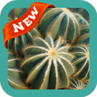 Cactus Wallpaper icône